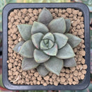 Echeveria 'Summer' 1" Succulent Plant