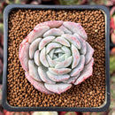 Echeveria 'Helena' Hybrid 1" Succulent Plant