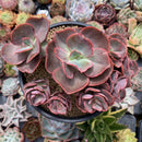 Echeveria 'Suyon' 5" Cluster Succulent Plant