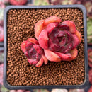 Echeveria sp. 1" Cluster Succulent Plant