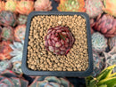 Echeveria 'Globulosa' x 'Sarahime' 1" Small Succulent Plant