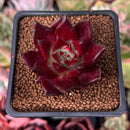Echeveria Agavoides 'Luming' 2" Succulent Plant