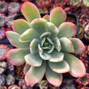 Echeveria 'Luella' Variegated 2" Succulent Plant