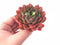 Echeveria Agavoides Ladys Finger 2”-3” Rare Succulent Plant