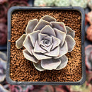 Echeveria Diffractens 1"-2" Succulent Plant