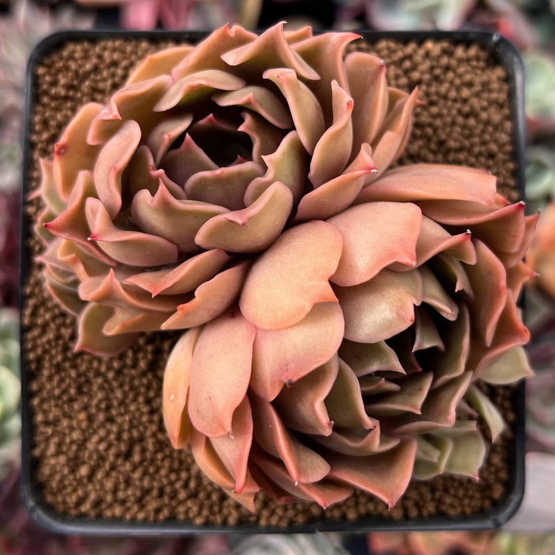 kissing succulent Echeveria 'Kisses' 3" Cluster Succulent Plant – True Succulents Plant Co