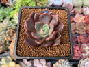 Echeveria 'Vasilisa' 1"-2" New Hybrid Succulent Plant