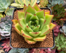Echeveria Agavoides 'Ebony' 3"-4" Succulent Plant