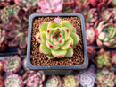 Echeveria 'Moonstone' 1" Succulent Plant