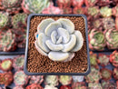 Echeveria 'Tiramisu' 1" Powdery Succulent Plant