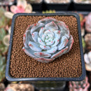 Echeveria 'Trumso' 1"-2" Powdery Succulent Plant