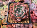 Echeveria 'Alba Beauty' 3" Succulent Plant
