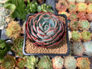 Echeveria 'Johnny' 2" Succulent Plant