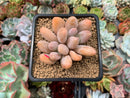 Echeveria 'Orange Sherbert' 2"-3" Cluster Succulent Plant
