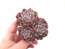 Echeveria sp Cluster 3” Rare Succulent Plant