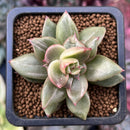 Echeveria sp. Mutated/Variegated 1" Succulent Plant