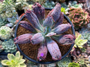 Echeveria 'Linguas' 3" Succulent Plant