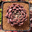 Echeveria Agavoides 'Magic Plot' 2"-3" Succulent Plant