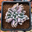 Echeveria 'Hamilton' 2" Cluster New Hybrid Succulent Plant