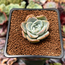 Echeveria 'Mona Lisa' 1" Succulent Plant