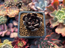 Echeveria 'Blackbird' 1" Succulent Plant