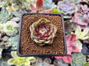 Echeveria 'Zera' 1" New Hybrid Succulent Plant