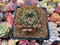 Echeveria Agavoides 'Enita' 2" Succulent Plant