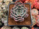 Echeveria 'Subalpina' Hybrid 2" Succulent Plant