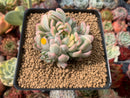 Echeveria 'Mebina' Variegated 2"-3" Cluster Succulent Plant