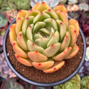 Echeveria 'Shallot' 4"-5" Succulent Plant
