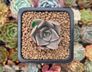Echeveria Agavoides 'Beauty Lily' 1" Succulent Plant