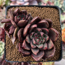 Echeveria Agavoides 'Bronze Beauty' 2" Succulent Plant