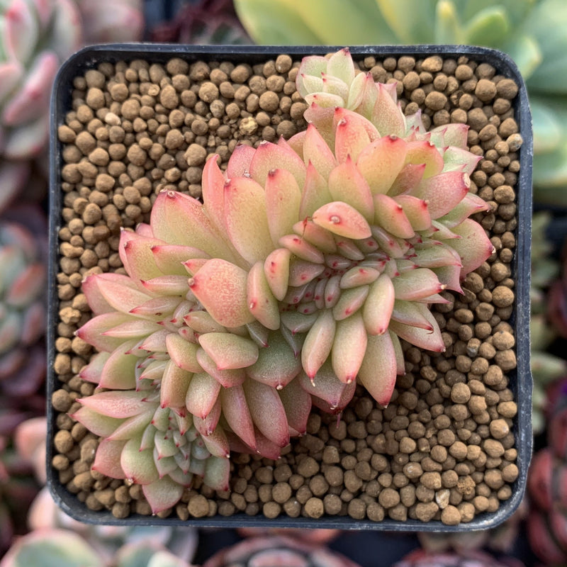 gilva succulent Echeveria Agavoides 'Gilva' Crested 3" Succulent Plant – True Succulents Plant Co