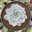 Echeveria 'Cream Tea' 5" Large Powdery Succulent Plant