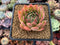 Echeveria Agavoides 'Angela Star' 2" Succulent Plant