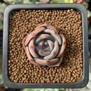Echeveria sp. 1" Small Succulent Plant