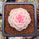Echeveria 'Pure Love' 1" Succulent Plant