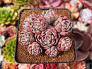 Echeveria 'Nanahukumini' 3" Cluster Succulent Plant