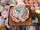 Echeveria 'Lonely Heart' 3" Succulent Plant