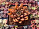 Echeveria Agavoides 'Planetary Stars' 3"-4" Succulent Plant