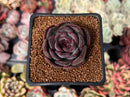 Echeveria 'Chocolate Grace' 1" New Hybrid Succulent Plant