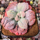 Echeveria 'Linguas' 4"-5" Succulent Plant