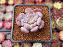 Echeveria 'Lepe' 1" Succulent Plant