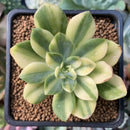 Echeveria 'Bob Jolly' Variegated 2" Succulent Plant