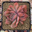 Echeveria 'Luella' 3" Succulent Plant