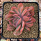 Echeveria 'Luella' 3" Succulent Plant