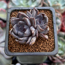 Echeveria 'Black Pearl' 2" Cluster New Hybrid Succulent Plant