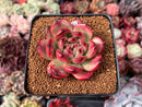 Echeveria Agavoides 'Tim' 3" Succulent Plant