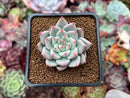 Echeveria 'Shakino' 1"-2" Seed-grown Succulent Plant
