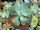 Echeveria 'Beserk' Variegated 5" Succulent Plant